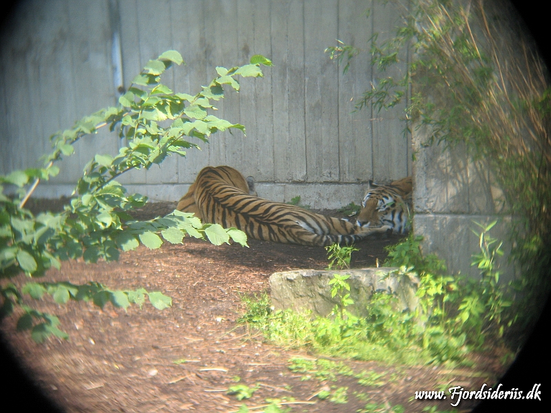 KBH zoo 190703 116.JPG